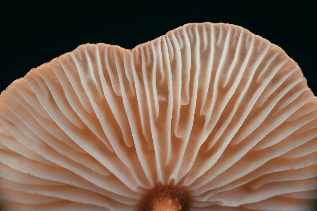 Close-up of mushrooms on wood — functional mushrooms (Unsplash)